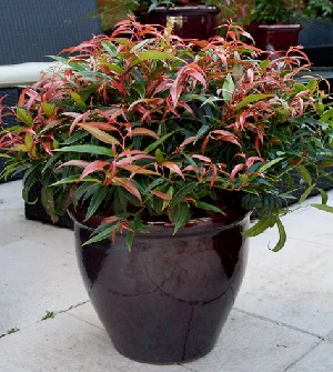 Leucothoe Burning Love