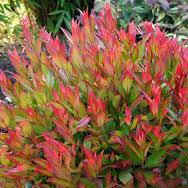 Leucothoe fon. Little Flames 2 Ltr pot