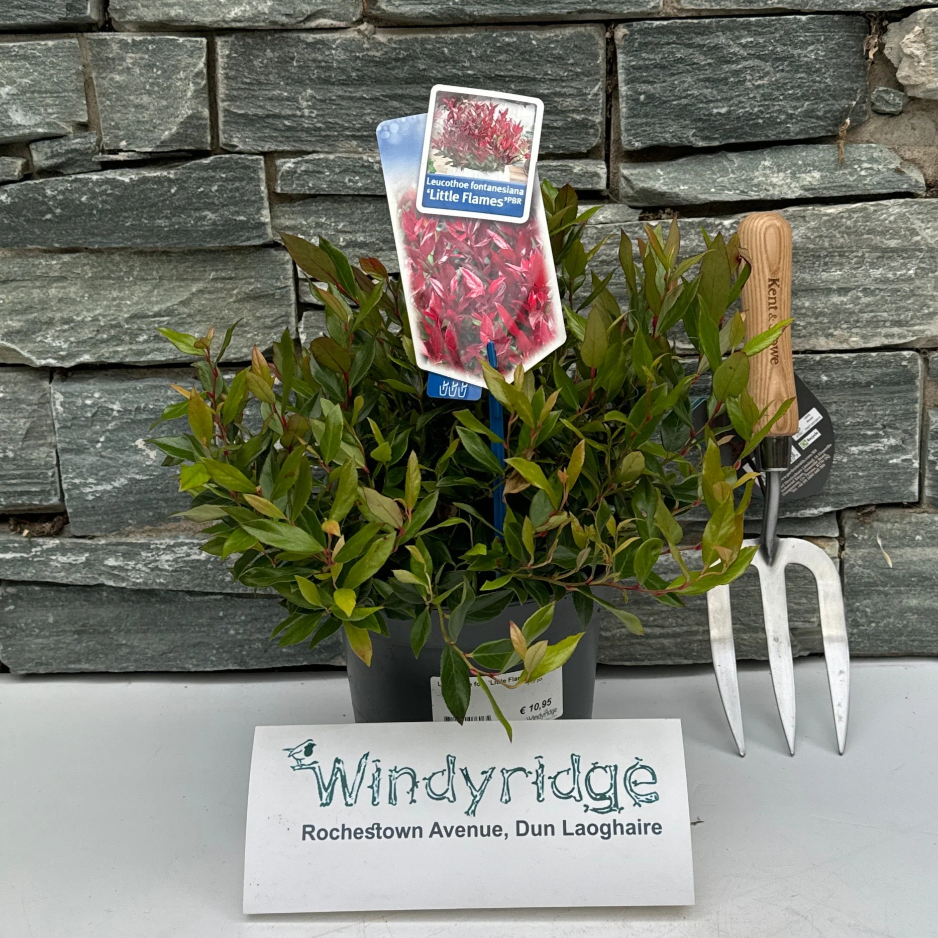Leucothoe fon. Little Flames 2 Ltr pot - Image 2