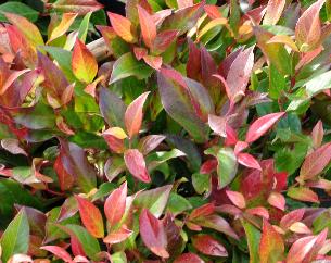 Leucothoe Zeblid (Scarletta)  2 Ltr pot
