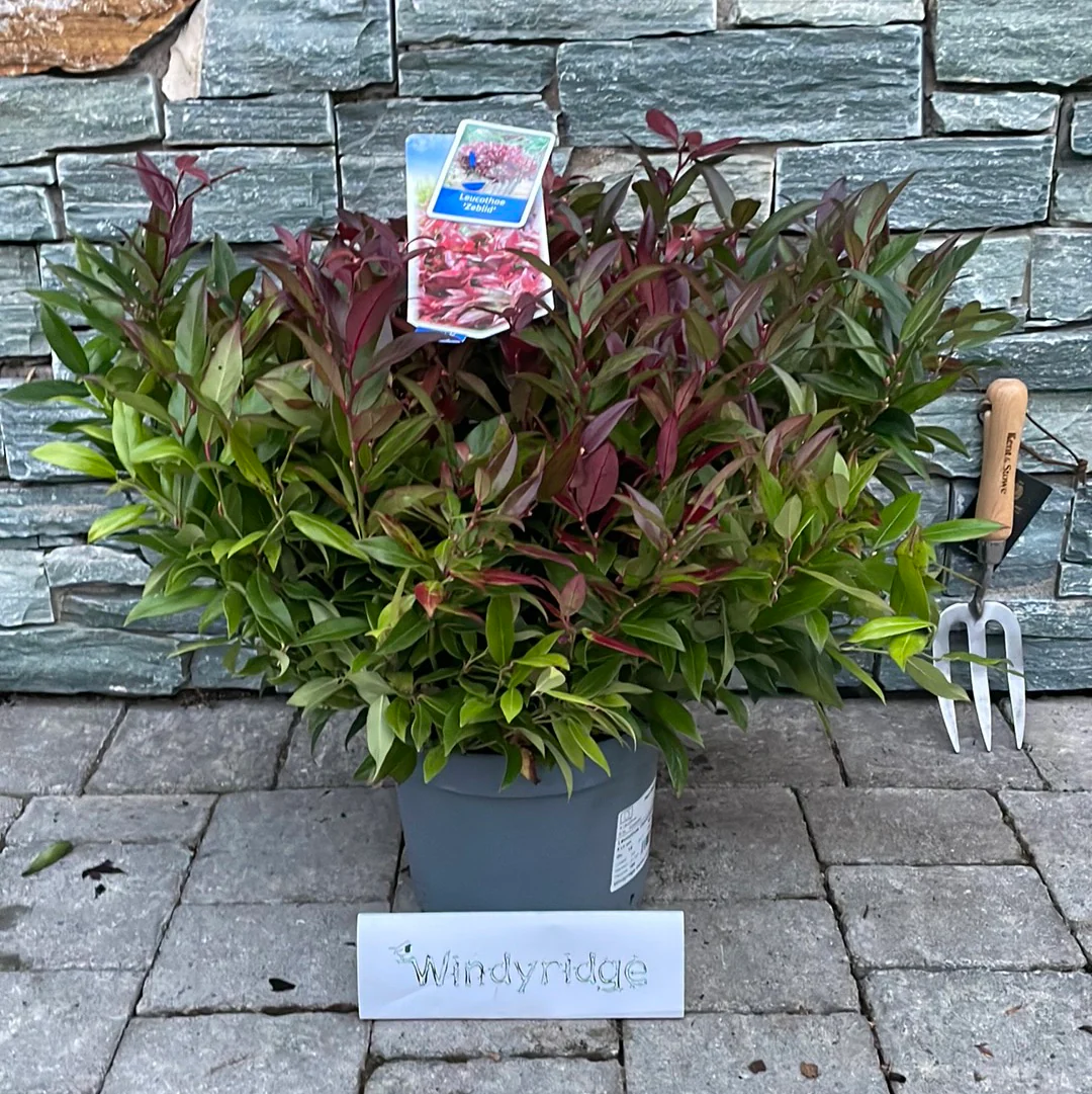 Leucothoe  Zeblid (Scarletta) - Image 2