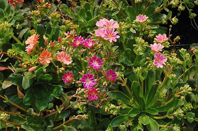 Lewisia cotyledon Mountain Dreams - Image 2