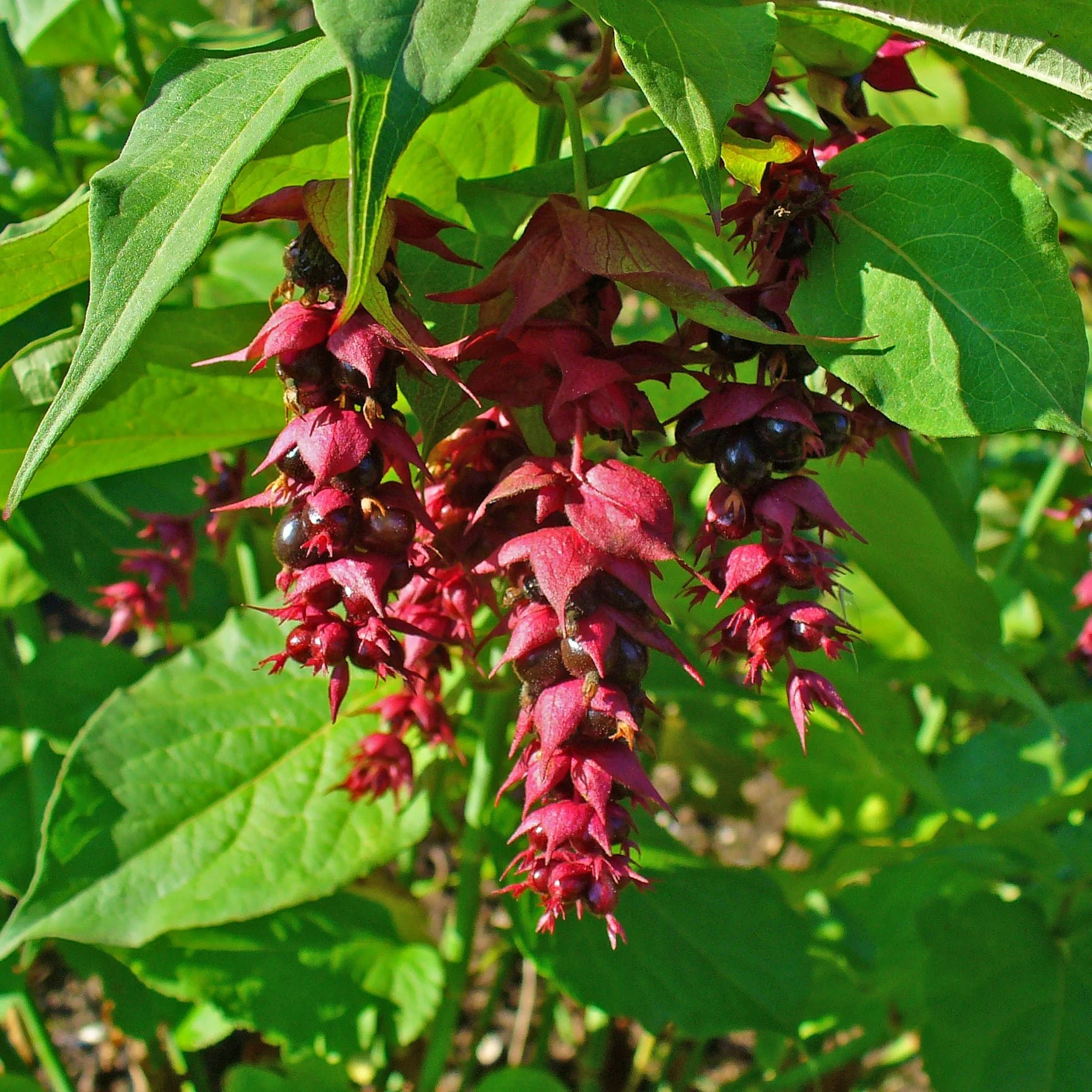 Leycesteria formosa 2 Ltr pot