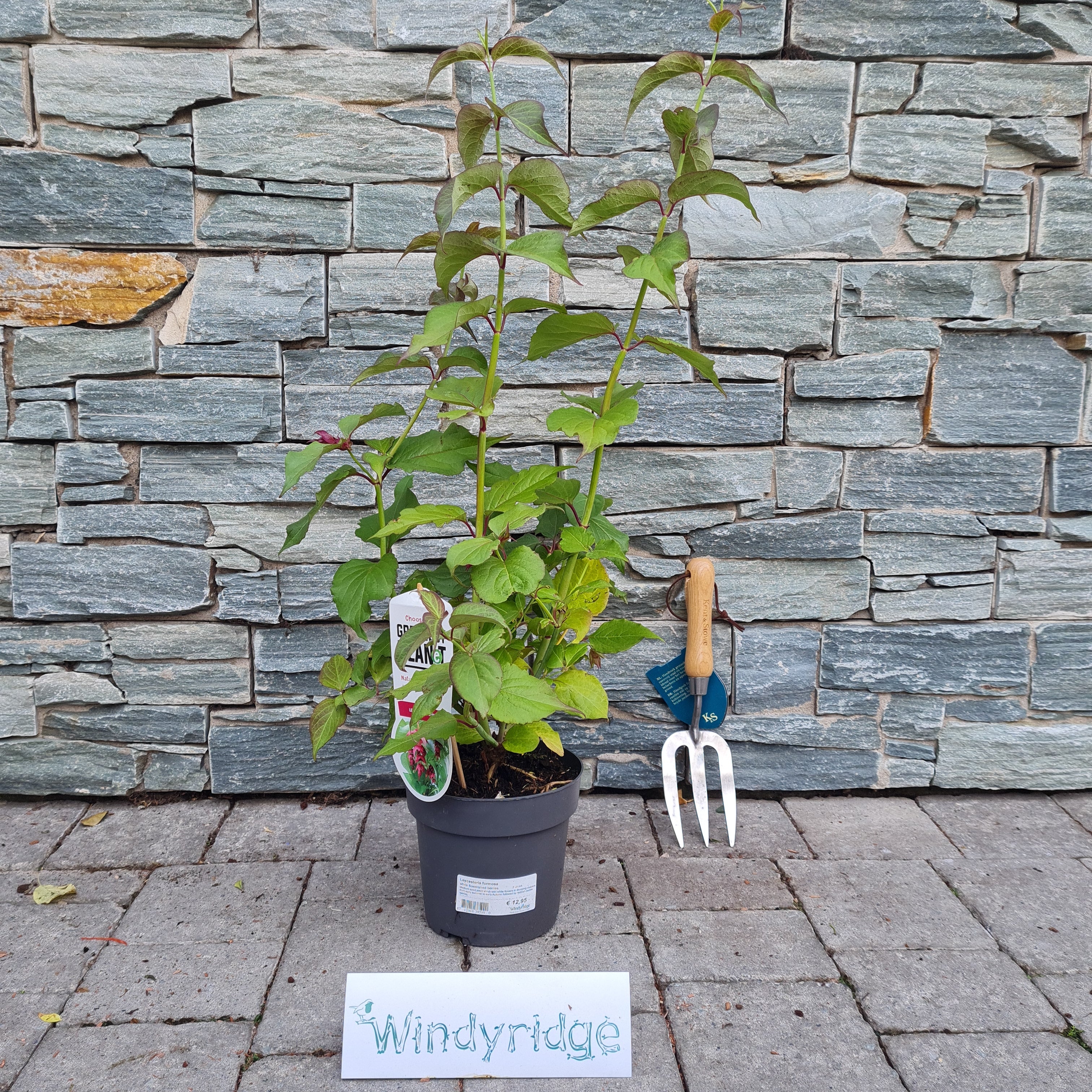 Leycesteria formosa 2 Ltr pot - Image 2