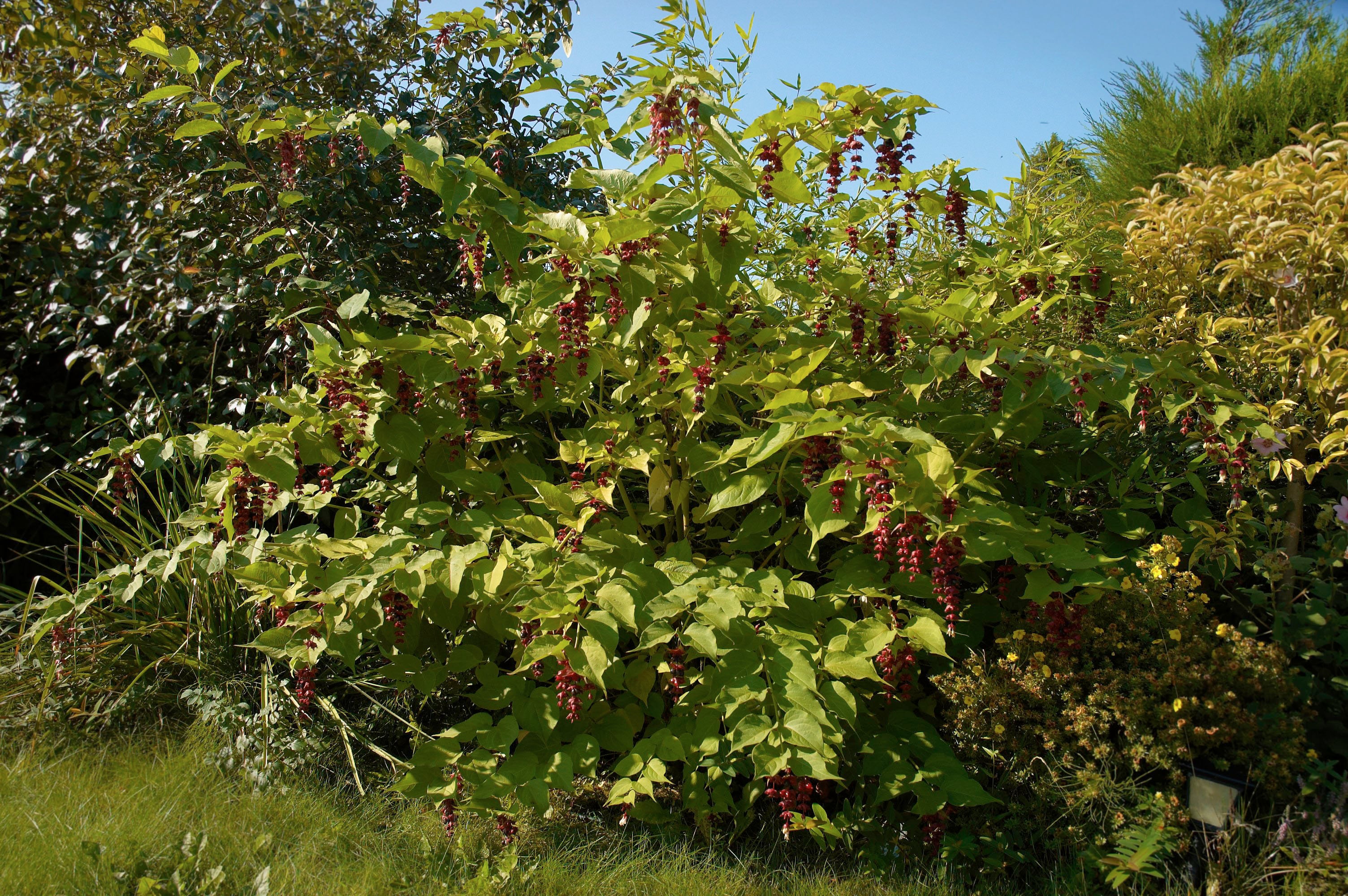 Leycesteria formosa 2 Ltr pot - Image 3