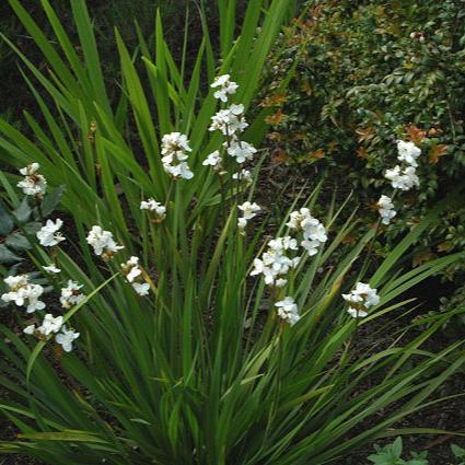 LIBERTIA grandiflora 3L