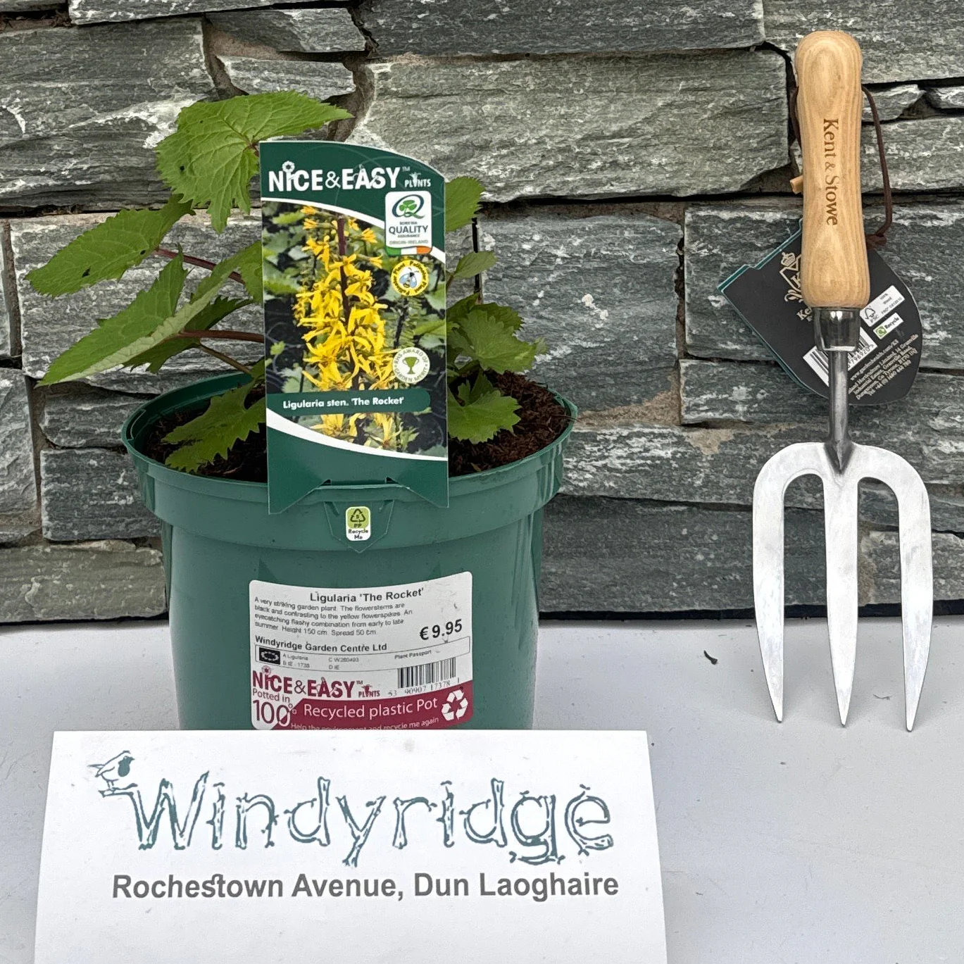 Ligularia 'The Rocket'