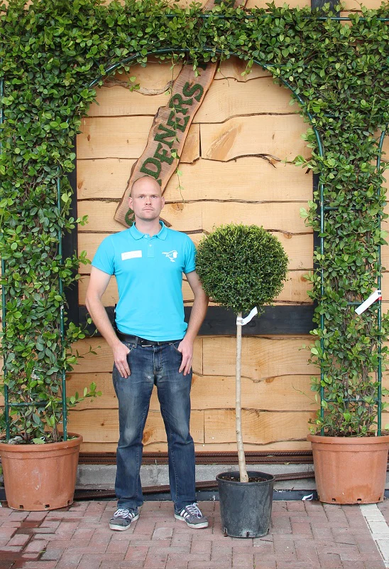 LIGUSTRUM JONANDRUM CLT 18 CHIOMA 30 - 40 CM 1/2 STD