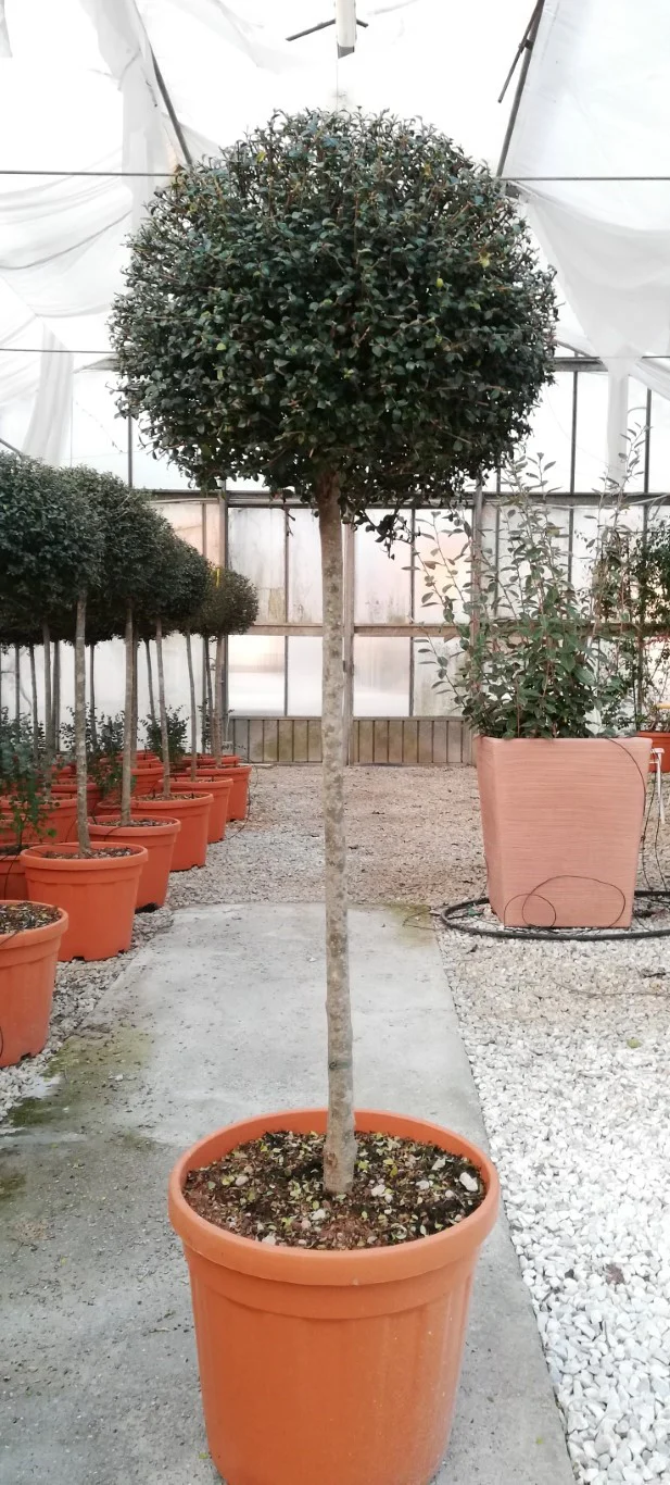 LIGUSTRUM JONANDRUM CLT 25 / 30 CHIOMA 40 - 50 CM 1/2 STD