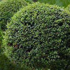 LIGUSTRUM JONANDRUM CLT 25 / 30 CHIOMA 40 - 50 CM 1/2 STD - Image 2
