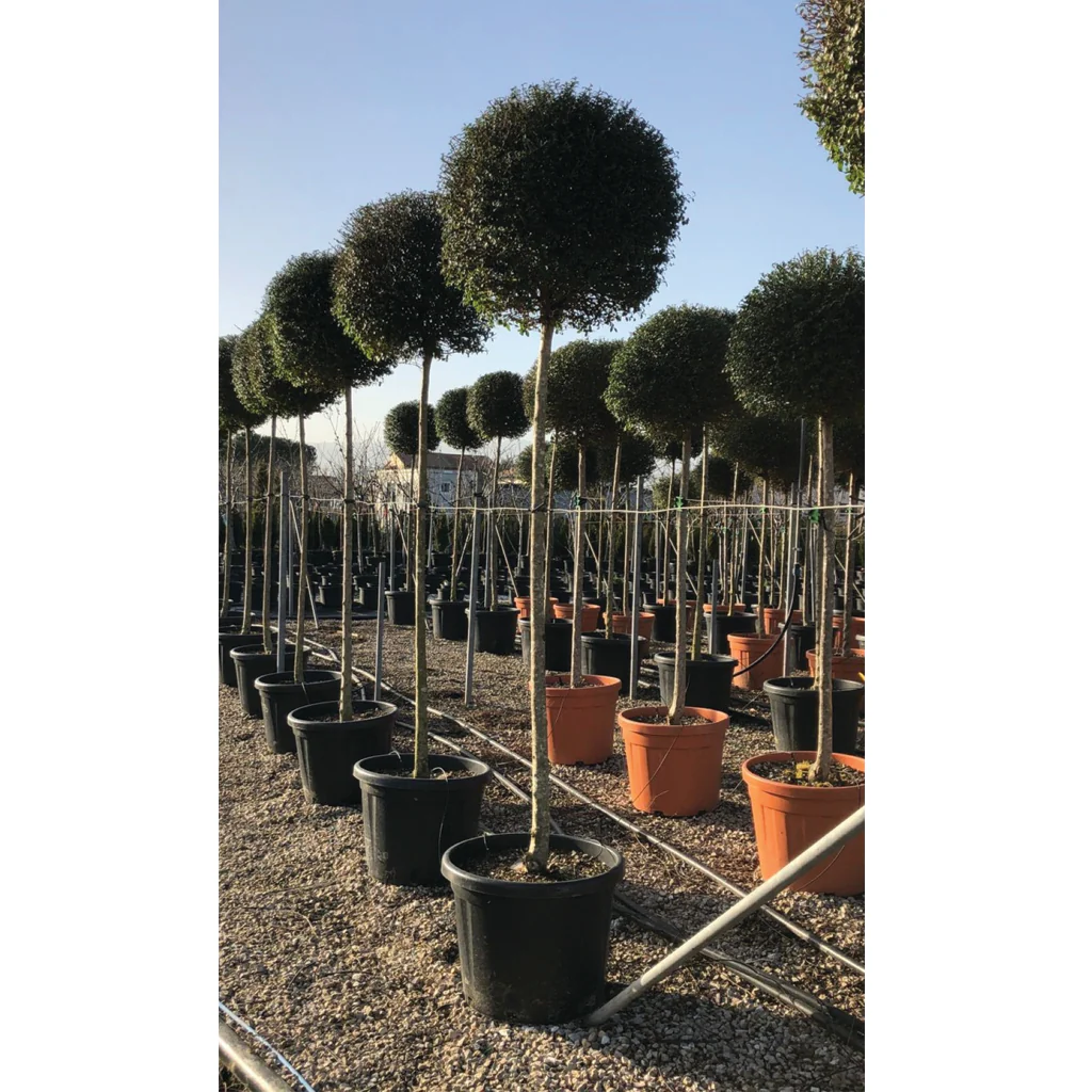 LIGUSTRUM JONANDRUM CLT 45 TRONCO 150 CM CHIOMA 50 + CM 1/2 STD