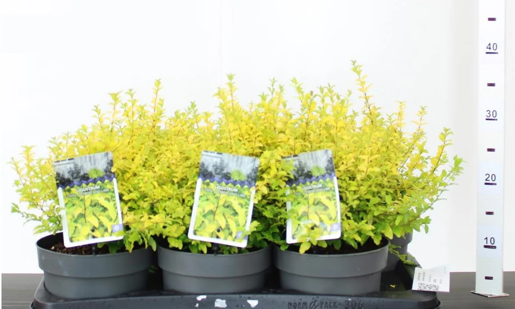 Ligustrum und. Lemon and Lime 2 Ltr pot - Image 3