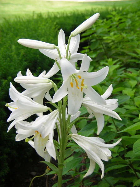 LILIUM CANDIDUM loose