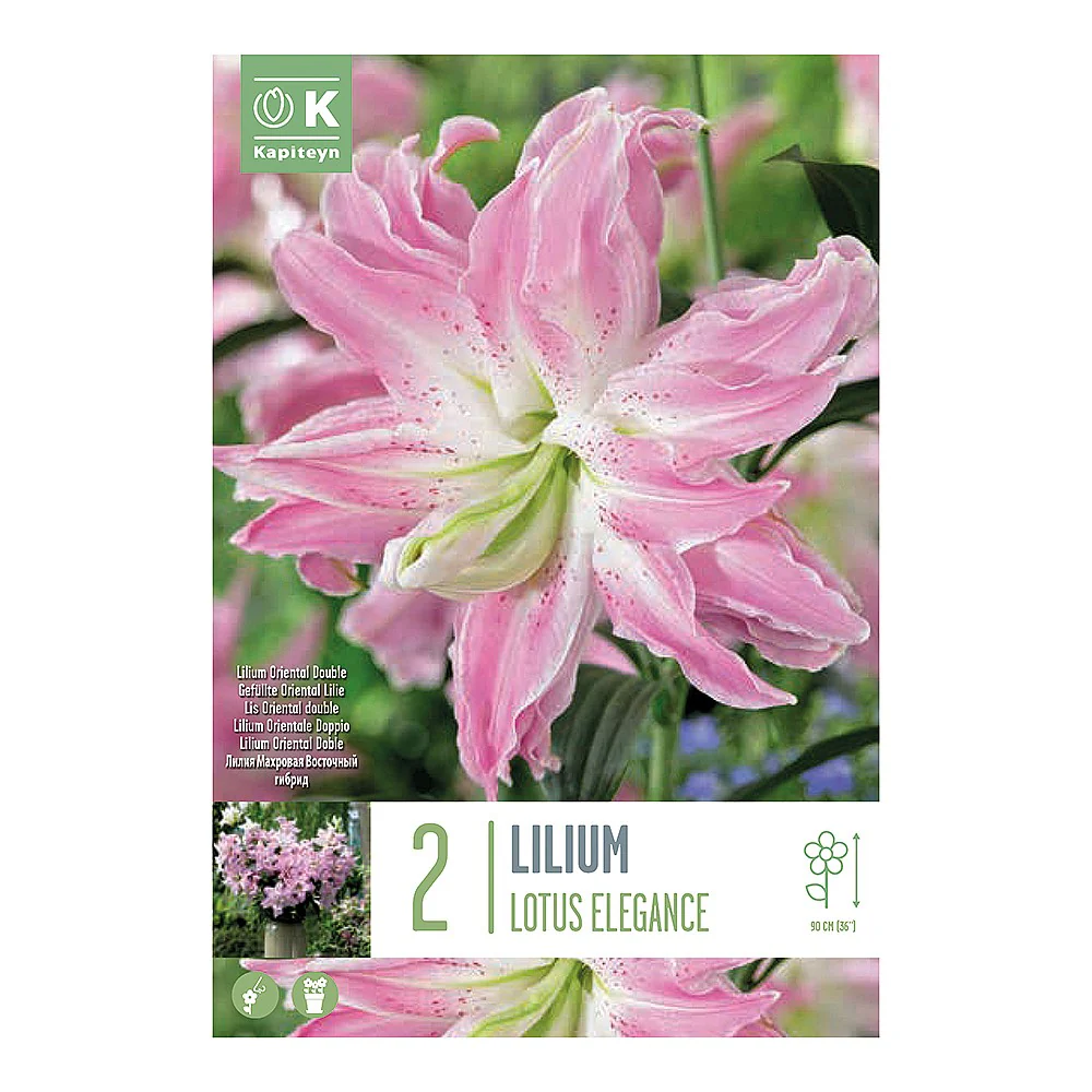 LILIUM LOTUS ELEGANCE 2