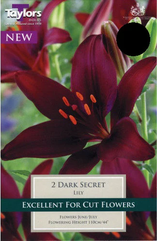 LILY DARK SECRET 3