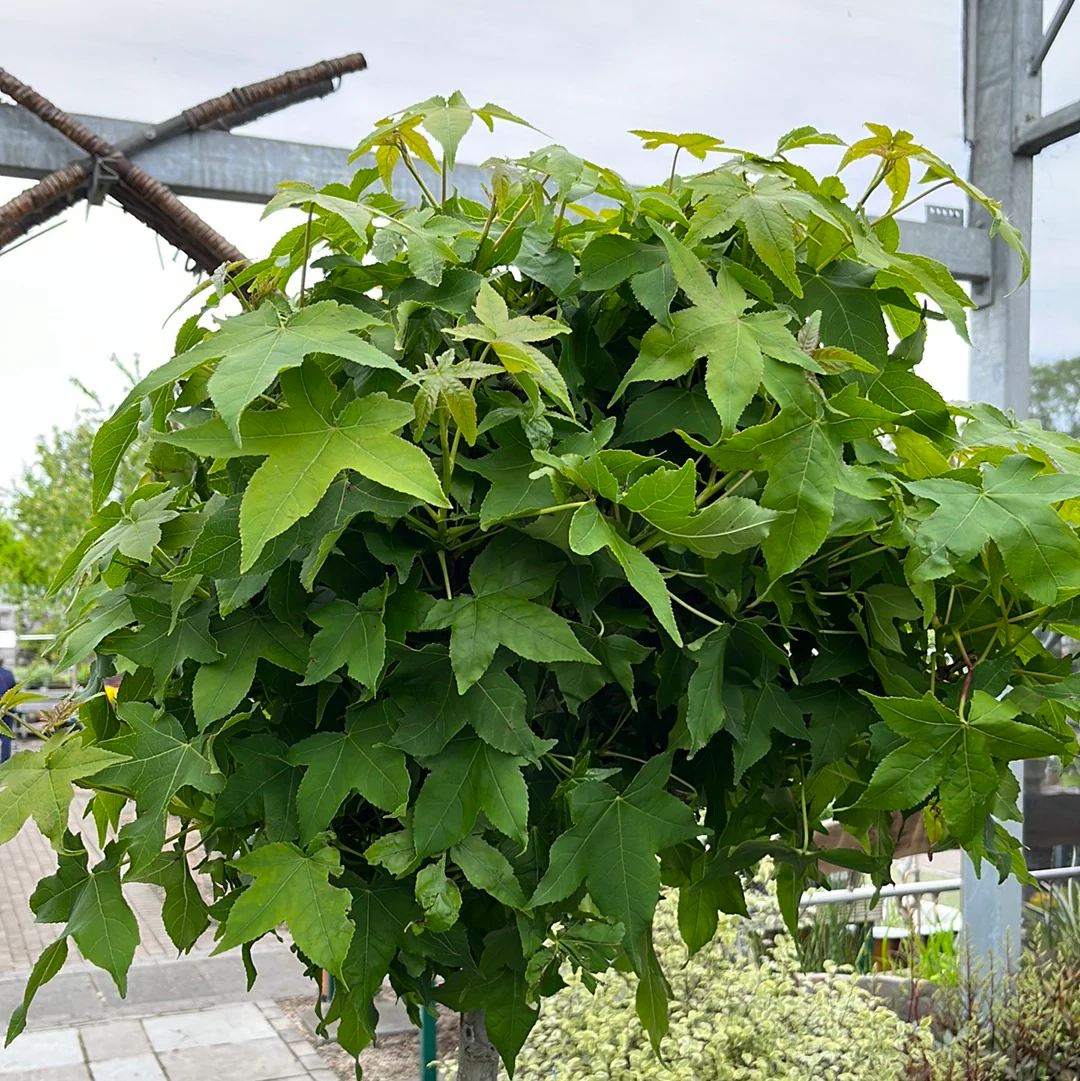 LIQUIDAMBAR STYR. GUM BALL CLT 35 TRONCO 140 CM CIRC. TR. 08 - 10 CM 1/2 STD - Image 2