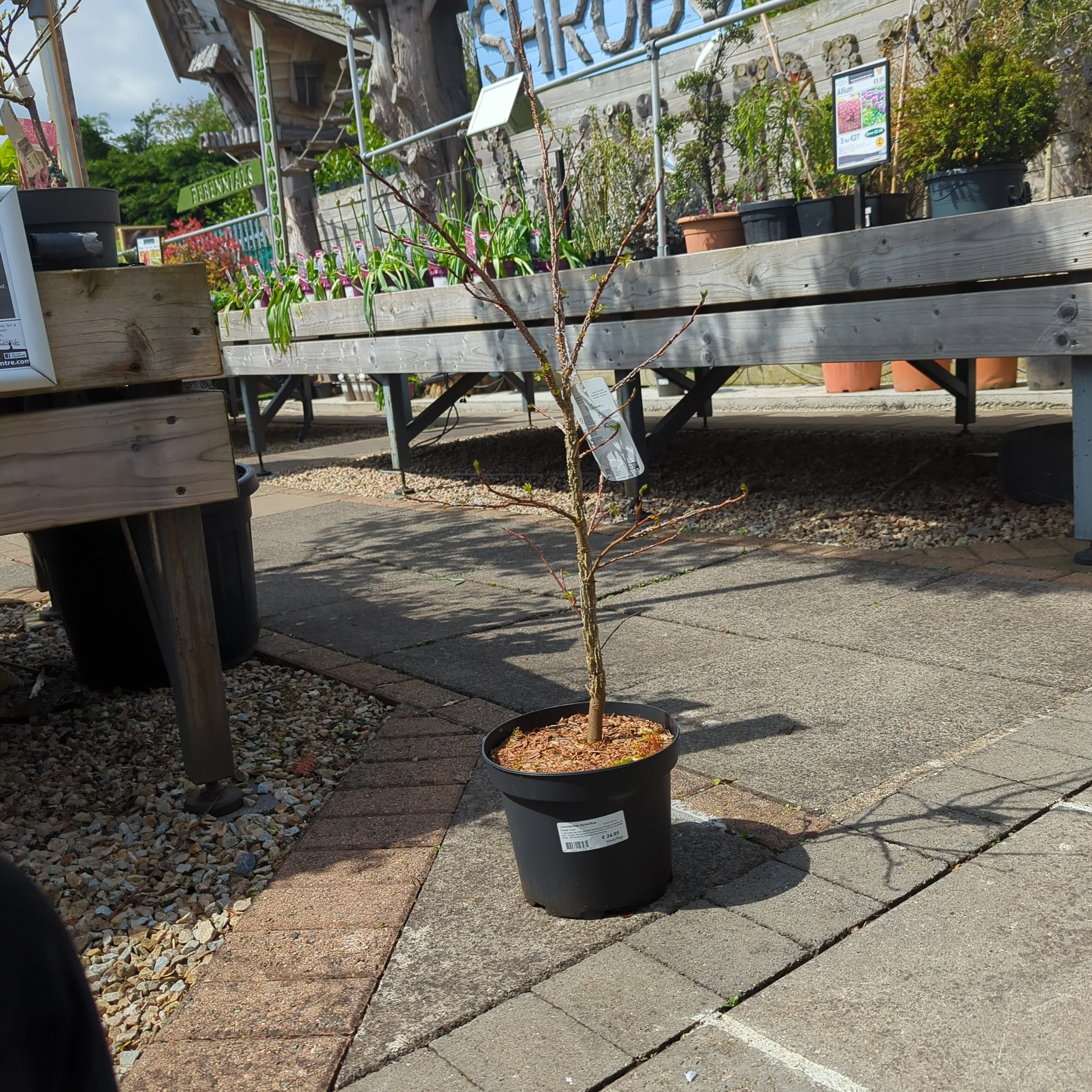 Liquidambar styraciflua 50-60 CM C5
