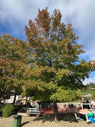 Liquidambar styraciflua 50-60 CM C5 - Image 2