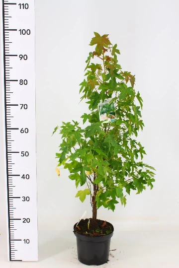 Liquidambar styraciflua 50-60 CM C5 - Image 3