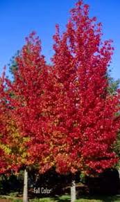 LIQUIDAMBER S. SLENDER SILHOUETTE - Image 2