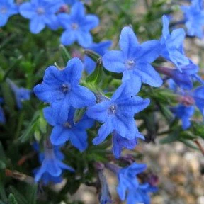 Lithodora d. Grace Ward