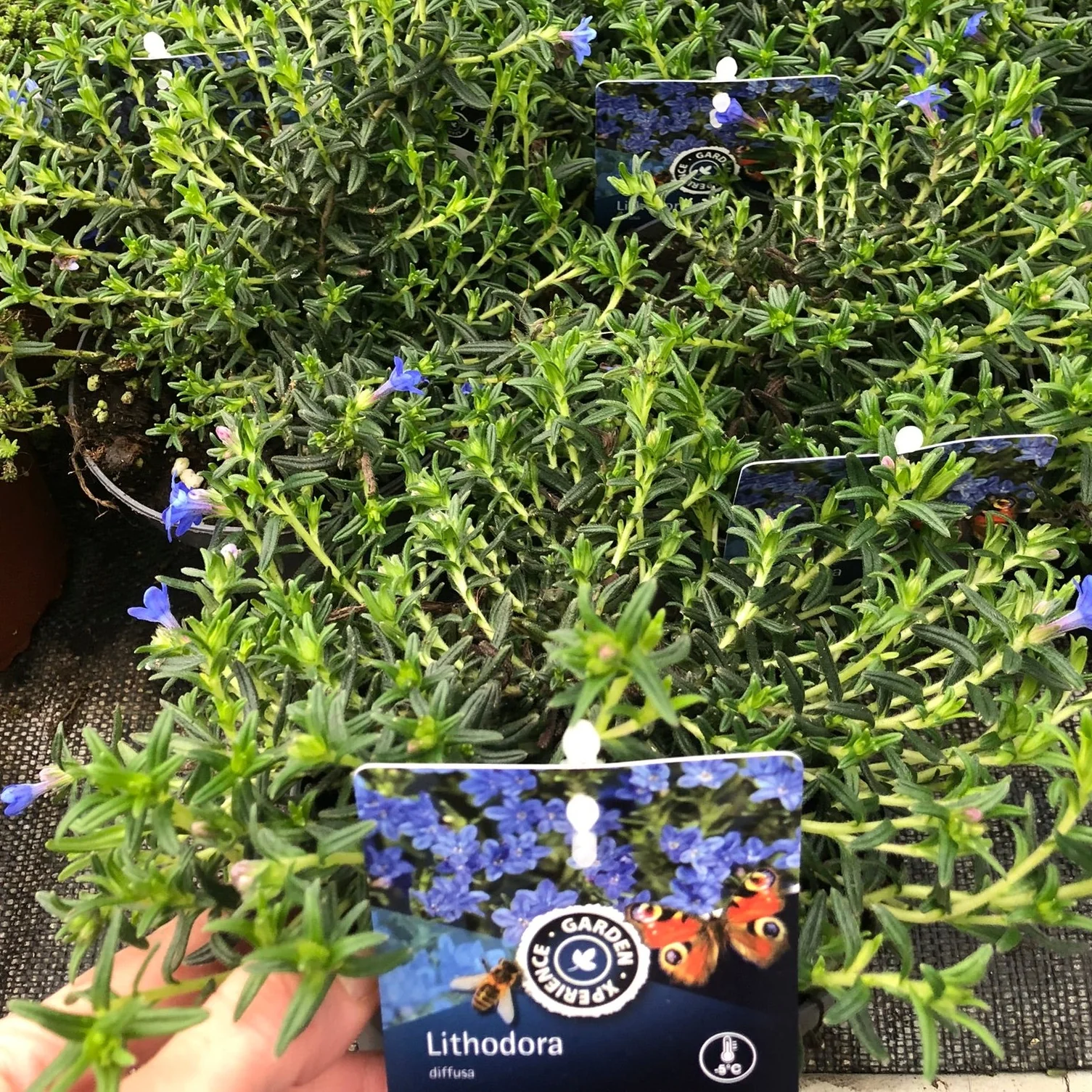 Lithodora d. Grace Ward - Image 2