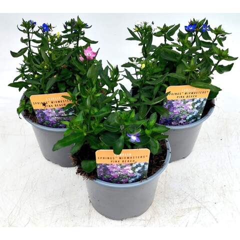 Lobelia Springs Mix Masters Pink Beach