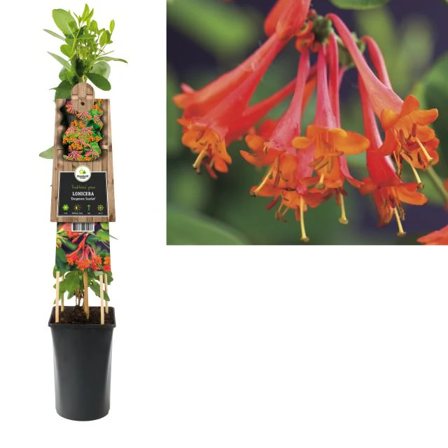 Lonicera brownii Dropmore Scarlet 2 Ltr - Image 2