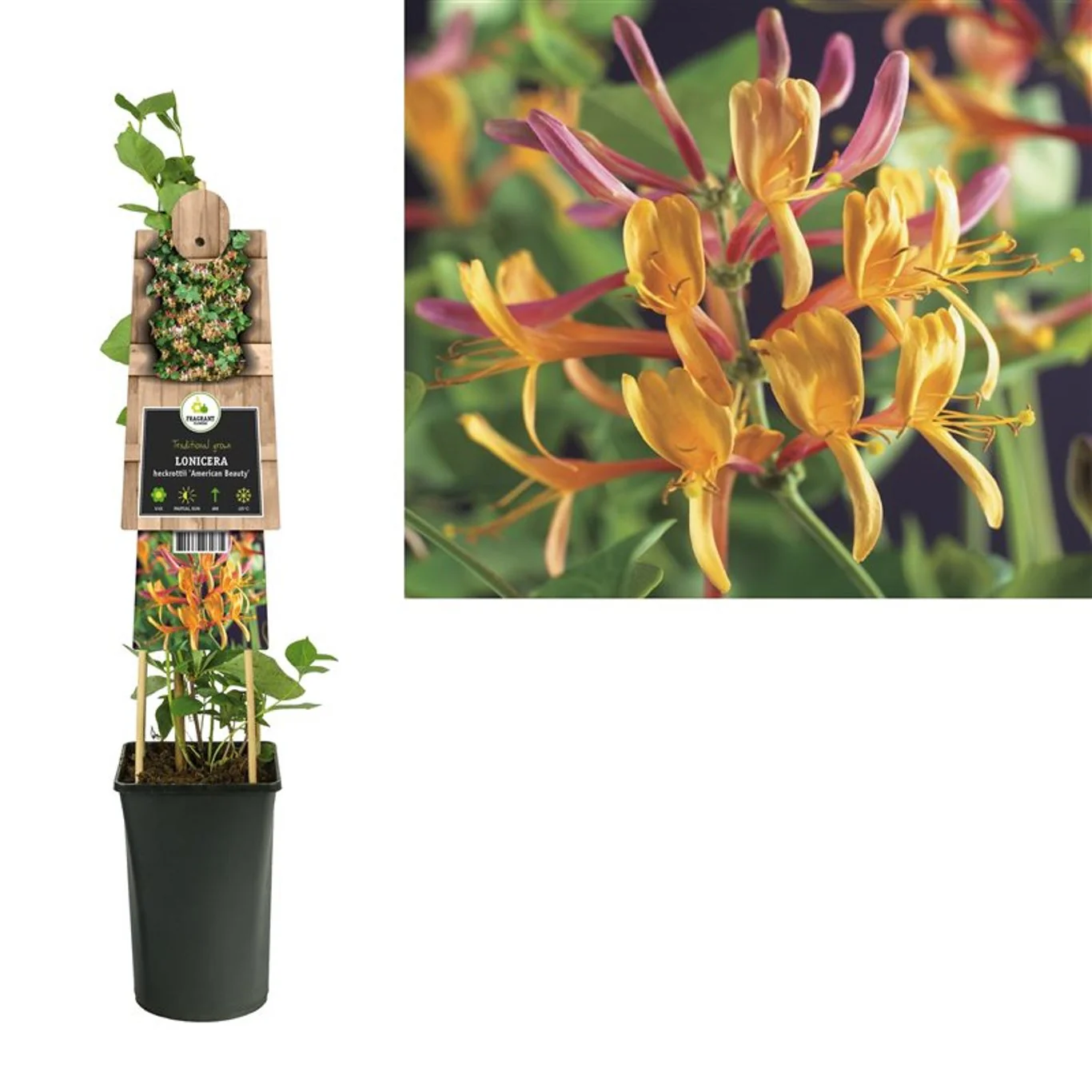 Lonicera heckrottii American Beauty