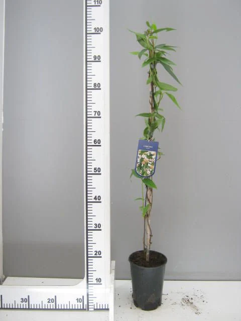 Lonicera Henryi - Image 2