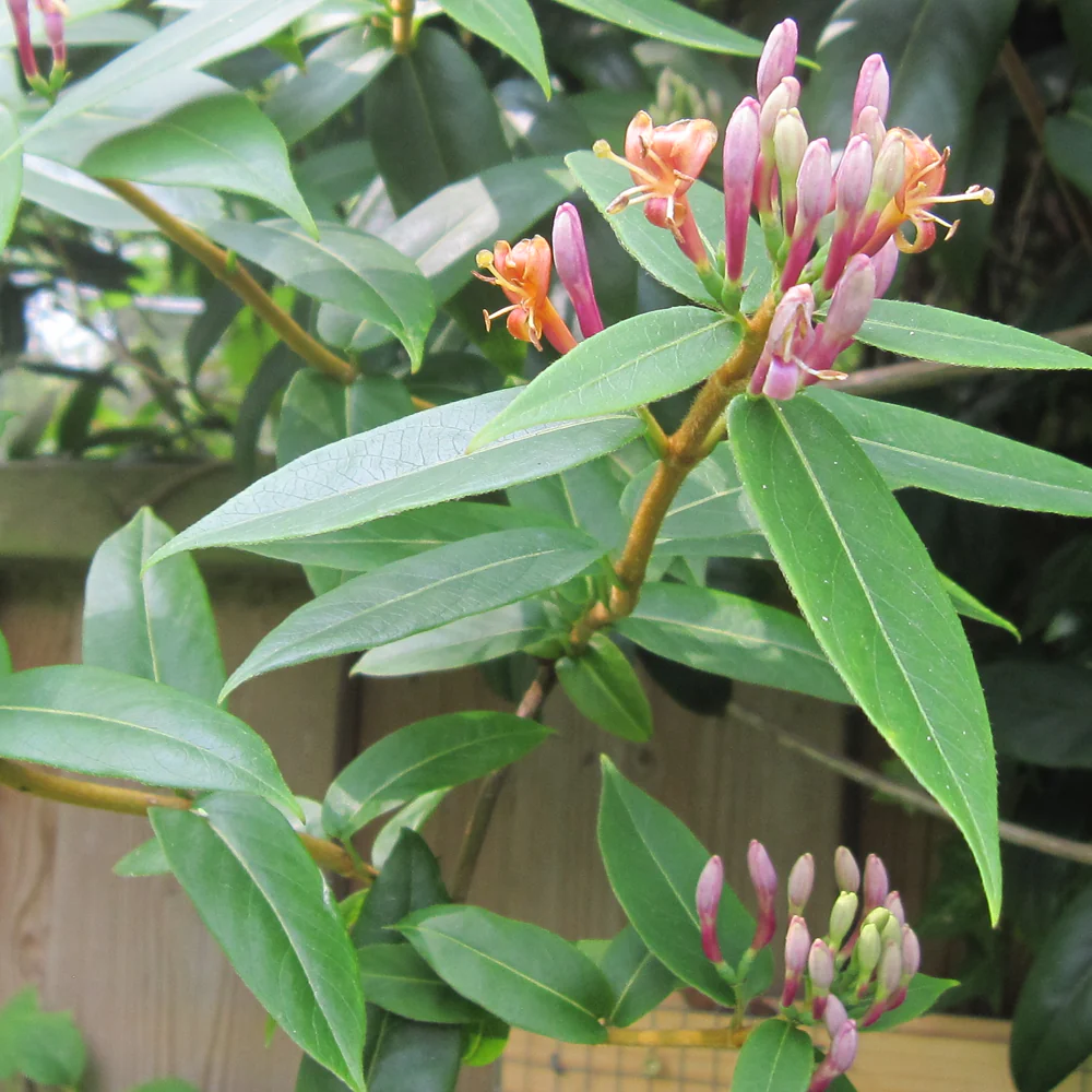 Lonicera Henryi - Image 3