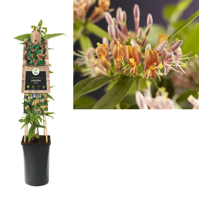 Lonicera henryi S-pot(2,25 L) - Image 3