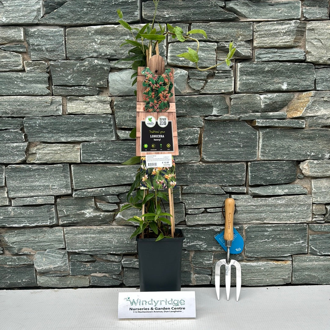 Lonicera henryi S-pot(2,25 L) - Image 4