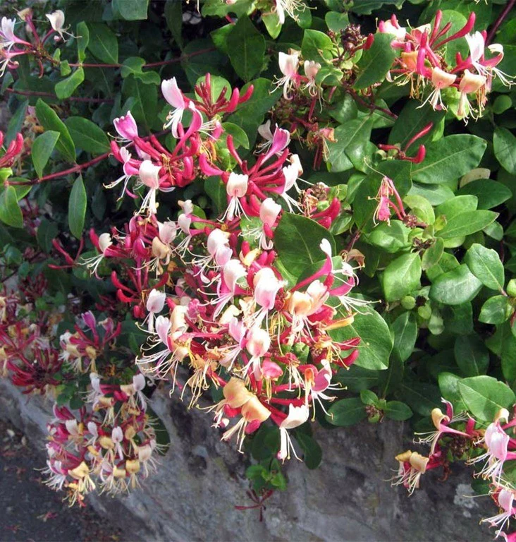 LONICERA PERICLYMENUM BELGICA