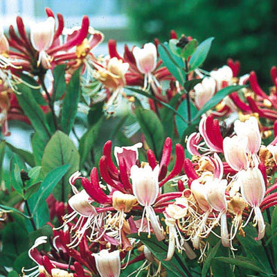 Lonicera Serotina