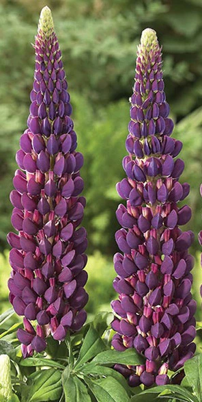 Lupin WC Masterpiece 5 Ltr - Image 2
