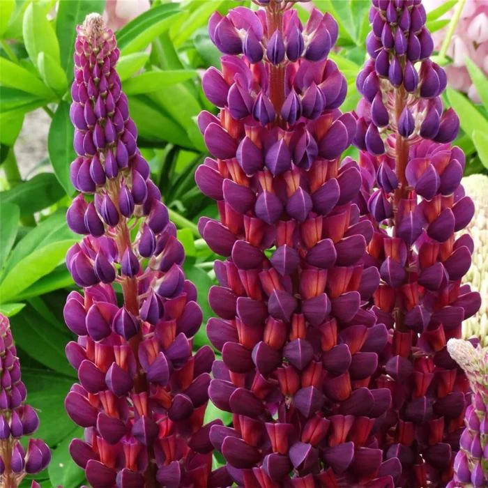 Lupin Westcountry Masterpiece