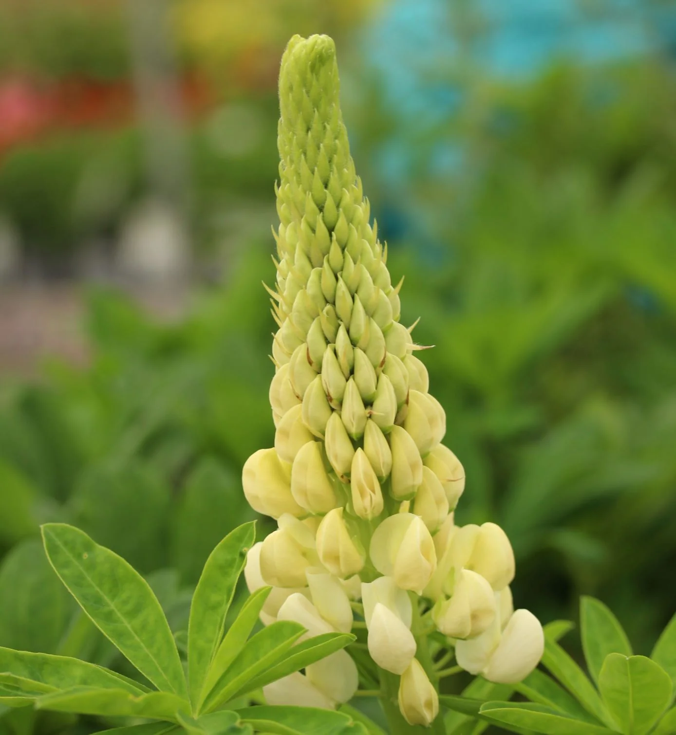 Lupin Westcountry Polar Princess