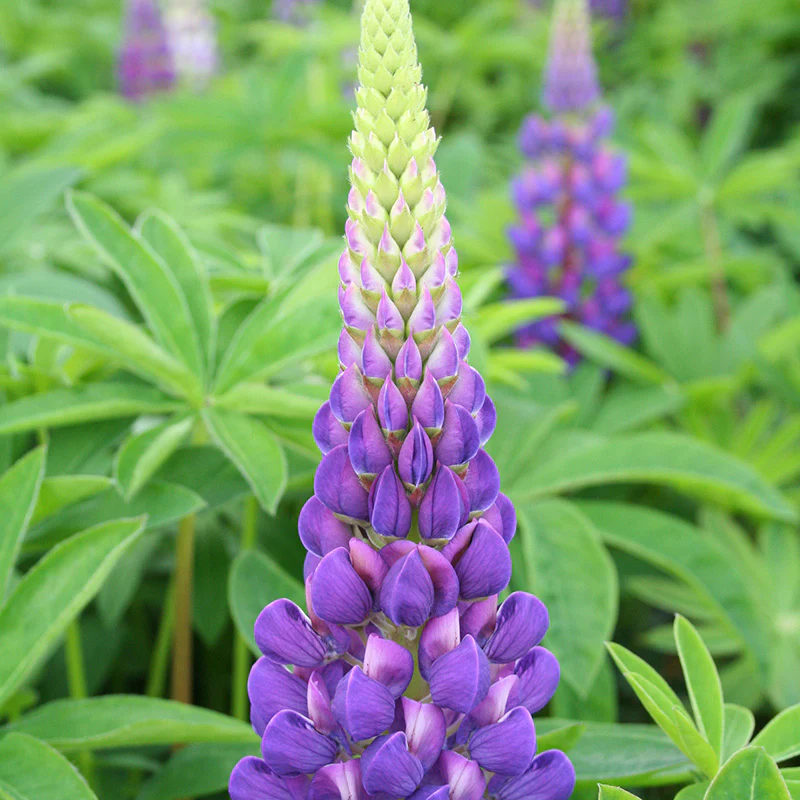 Lupinus Gallery Blue - Image 2
