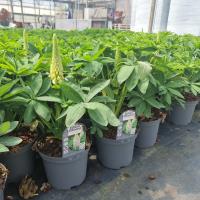 LUPINUS Polar Princess - Image 2