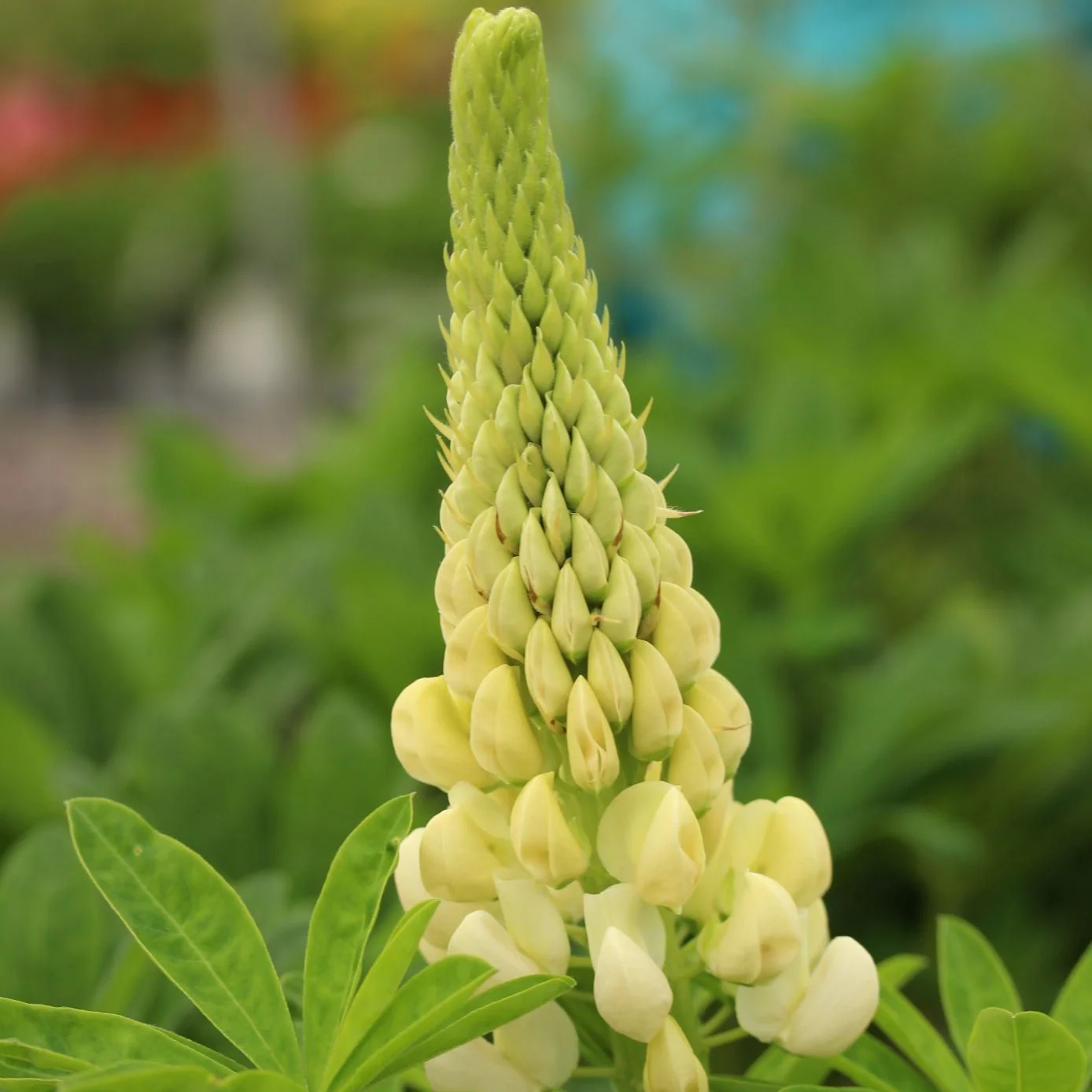 LUPINUS WC Polar Princess - Image 2