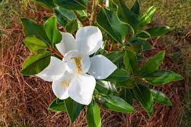 MAGNOLIA GRAND. LITTLE GEM CLT 30 CIRC. TR. 08 + CM 1/2 STD