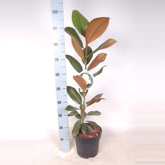 Magnolia grandiflora - Image 2