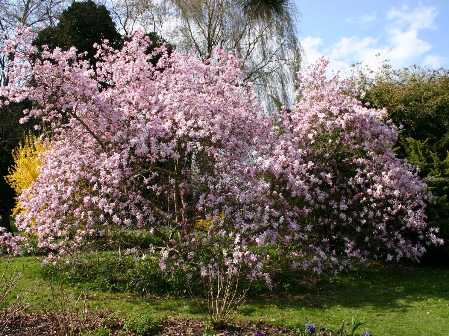 Magnolia loebneri Leonard Messel