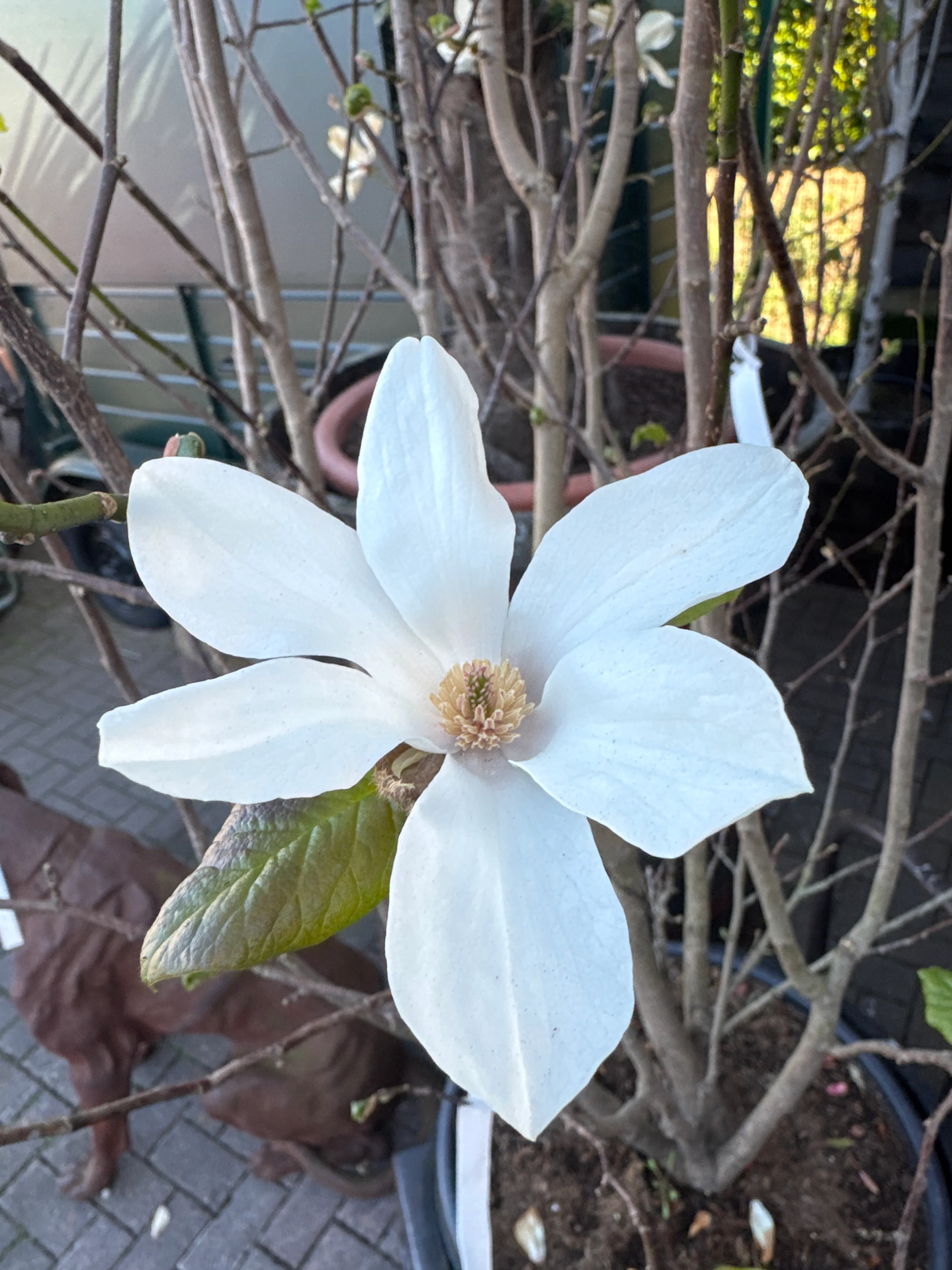 Magnolia loebneri Merrill  175-200, C45  - Image 2