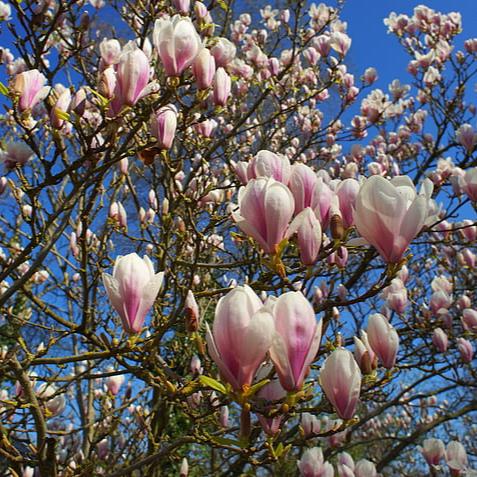 Magnolia soul. Satisfaction - Image 2
