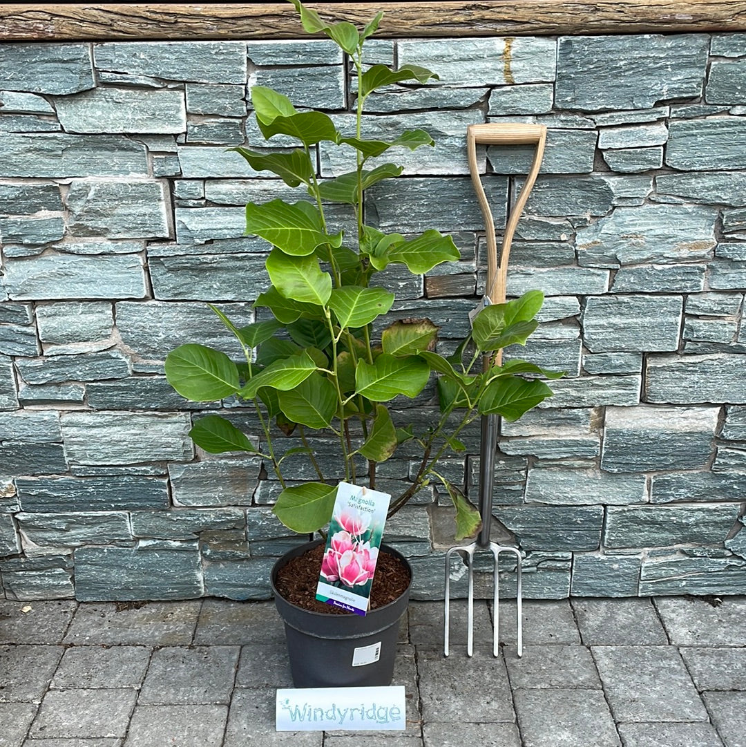 Magnolia soul. Satisfaction - Image 3