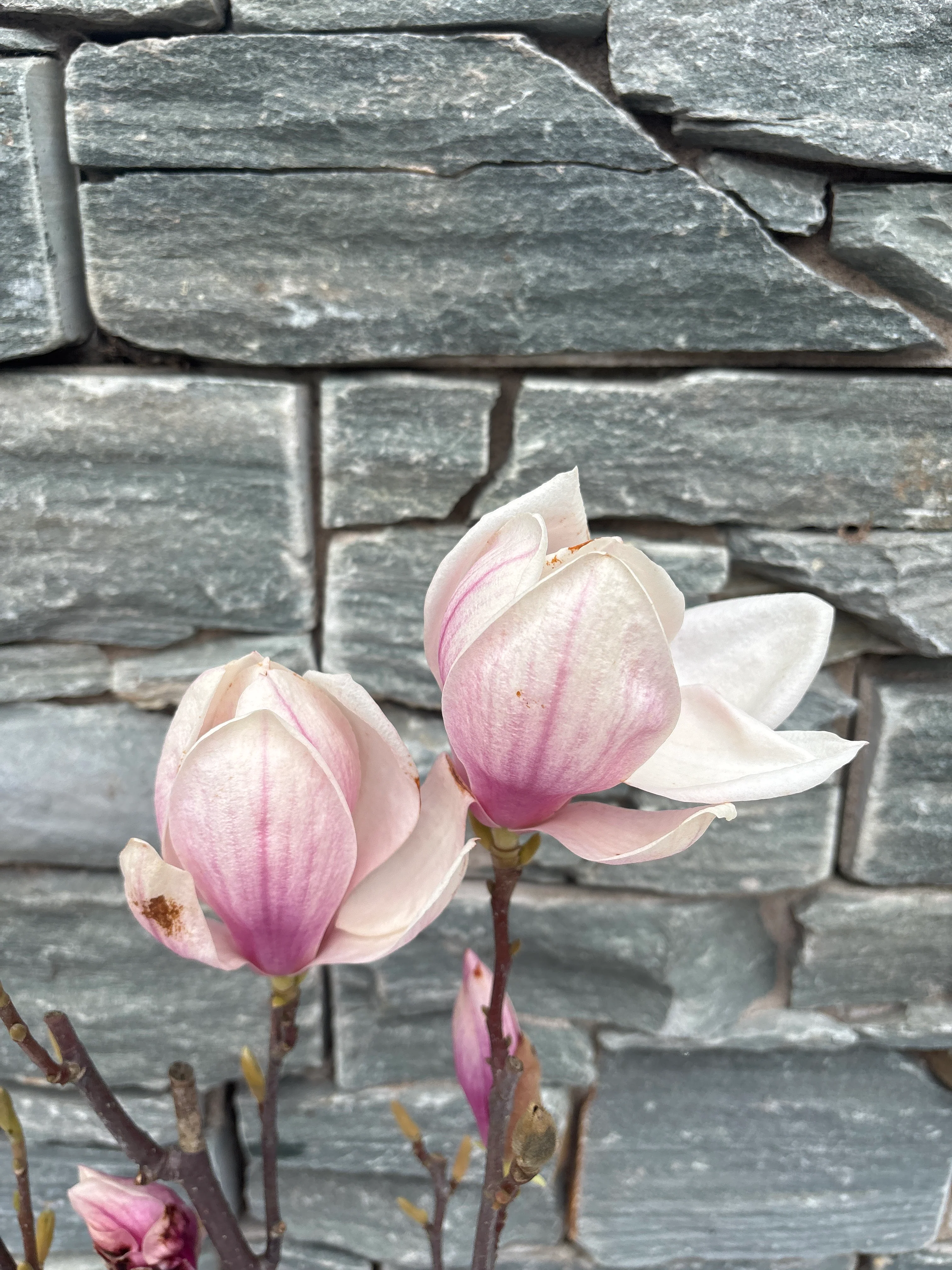 Magnolia soulangeana