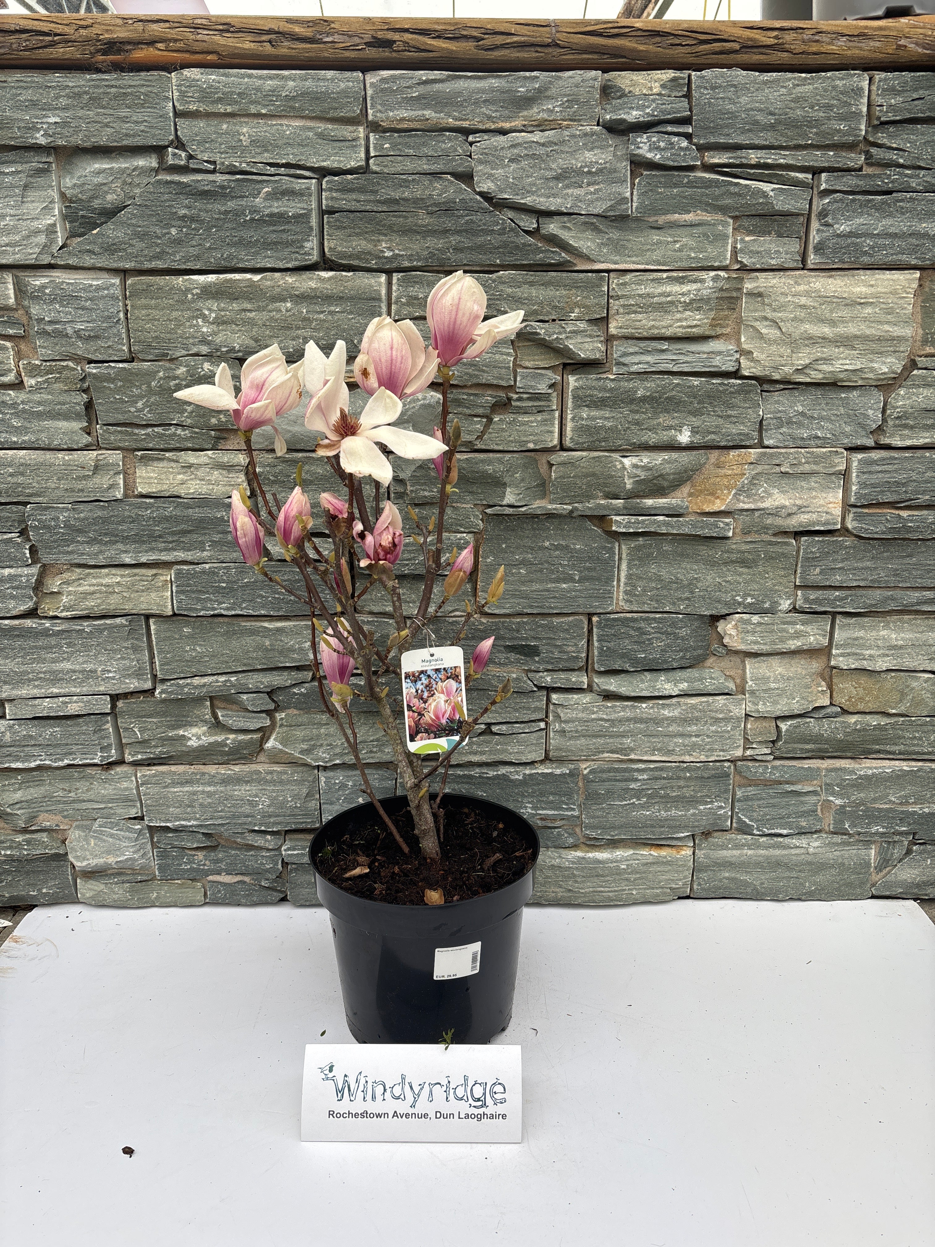 Magnolia soulangeana - Image 2