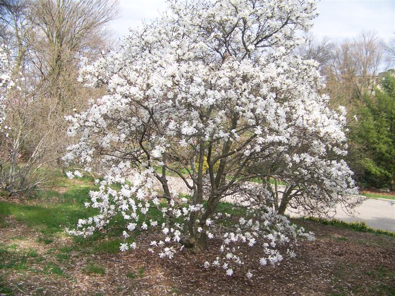 Magnolia stellata